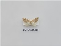 藏品(尺蛾573)的圖片